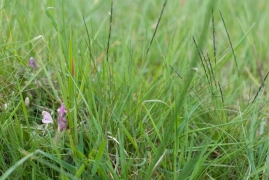 Nardaie avec pédiculaire Nardaie avec pédiculaire