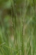 Nardus stricta [copyright]