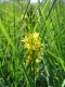 Narthecium ossifragum [copyright Wibail Lionel]
