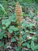 Neottia nidus-avis Neottia nidus-avis