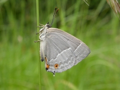 Neozephyrus quercus_imbaud2.JPG Neozephyrus quercus_imbaud2.JPG