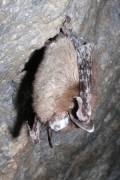 La maladie du nez blanc (WNS White nose Syndrome)