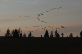 Grue nov2011 RHerman