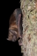 Noctule commune