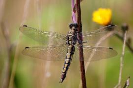 O. cancellatum260708 mod.jpg O. cancellatum260708 mod.jpg