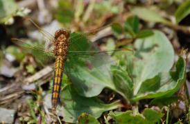 O. coerulescens F mod.jpg O. coerulescens F mod.jpg