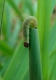 chenille de Sylvaine (Ochlodes venatus) sur Phalaris arundinacea [copyright Baugnée Jean-Yves]