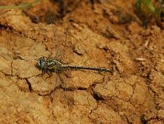 Odonates G similimus 06 2009 .JPG Odonates G similimus 06 2009 .JPG