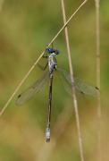 Odonates zygo Lestidé Leste dryade L dryas mâle 07 2008.jpg Odonates zygo Lestidé Leste dryade L dryas mâle 07 2008.jpg