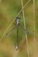 Odonates zygo Lestidé Leste dryade L dryas mâle 07 2008.jpg Odonates zygo Lestidé Leste dryade L dryas mâle 07 2008.jpg