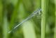 Agrion à larges pattes (Platycnemis pennipes) Mâle. [copyright Dufour David]