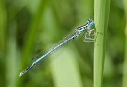 Odonates zygo Platycnemididé Pennipatte bleuâtre P pennipes mâle 06 2007.jpg Odonates zygo Platycnemididé Pennipatte bleuâtre P pennipes mâle 06 2007.jpg