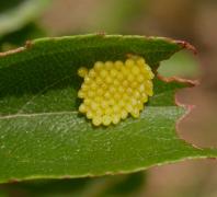 oeuf_amas.jpg oeuf_amas.jpg