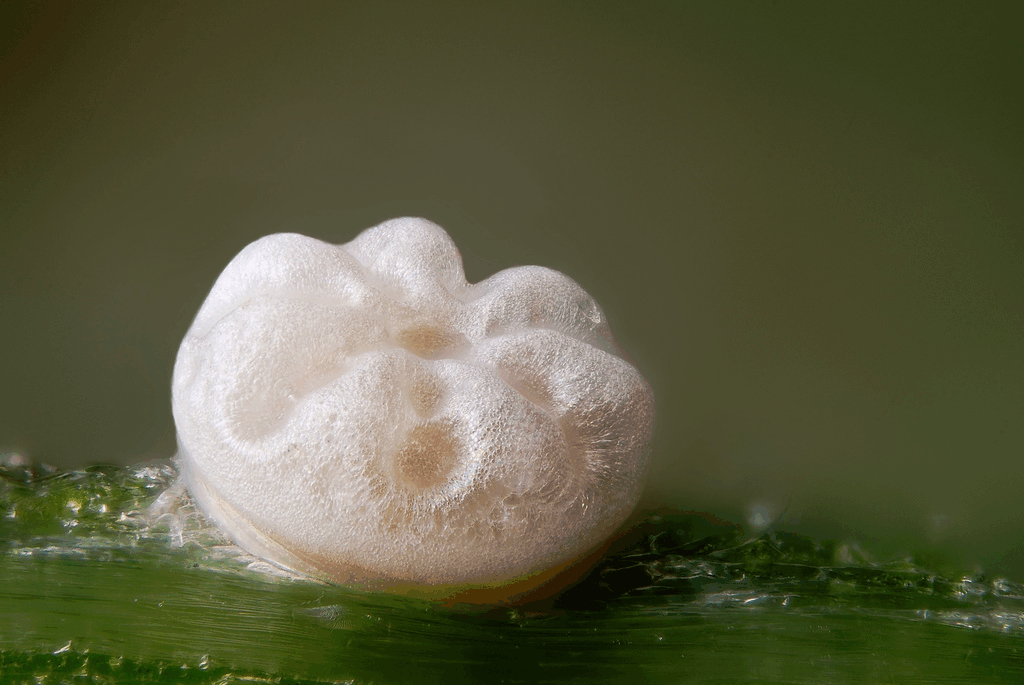 oeuf_dispar_sanmartin.gif oeuf_dispar_sanmartin.gif