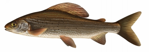 Ombre commun.jpg Ombre commun.jpg