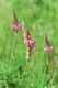 Onobrychis viciifolia [copyright Wibail Lionel]