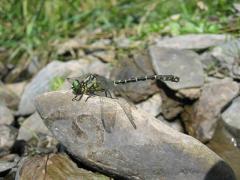 Onychogomphus_forcipatus_m.jpg Onychogomphus_forcipatus_m.jpg