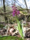 Orchis mascula