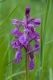 Orchis mascula
