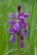 Orchis mascula Orchis mascula