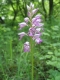 Orchis militaris [copyright Wibail Lionel]
