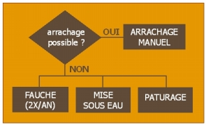 organigramme_balsa.jpg