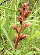 Orobanche teucrii Orobanche teucrii