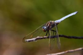 ortcoe.jpg ortcoe.jpg