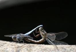 Orthétrum brun Garin Michel.jpg Orthétrum brun Garin Michel.jpg