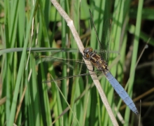 Orthetrum coerulescens