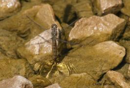 orthetrum_brunneumCFa0609Gaume2167b.jpg orthetrum_brunneumCFa0609Gaume2167b.jpg