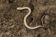 juvénile d'Orvet fragile (Anguis fragilis) [copyright Delacre Jean]