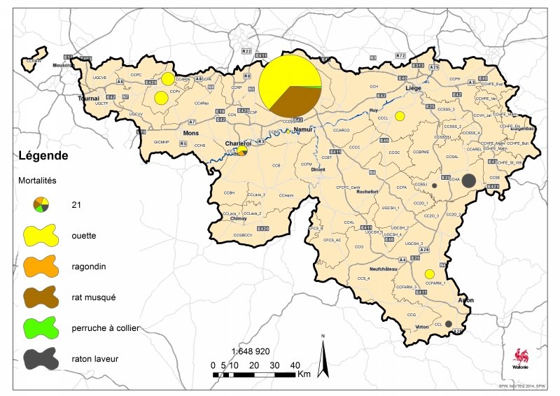 ouette ragondin rat musq perruche raton 2015