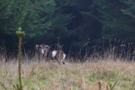 Ovis ammon 01 Ovis ammon 01