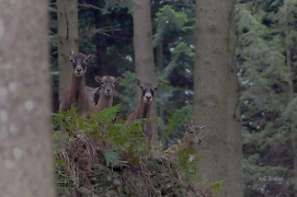 Ovis ammon 03 Ovis ammon 03