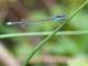 Agrion nain (Ischnura pumilio) Mâle. [copyright Smits Quentin]