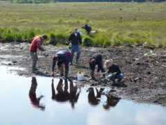 Plantation_linaigrette_Calozet