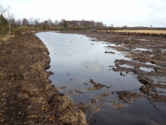 Hautes-Fagnes étrépage au Kutenhardt