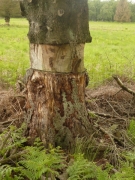 résultat_annelage_stuhl