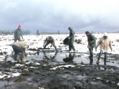 plantation_linaigrette