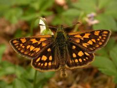 palaemon_imbaud.jpg palaemon_imbaud.jpg