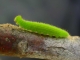chenille de Fadet commun (Coenonympha pamphilus) [copyright Baugnée Jean-Yves]