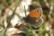 Fadet commun (Coenonympha pamphilus) [copyright Delacre Jean]
