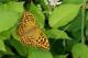 Tabac d'Espagne (Argynnis paphia), femelle [copyright Delacre Jean]