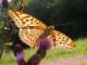 Tabac d'Espagne (Argynnis paphia) [CC by Fichefet Violaine]