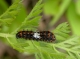 jeune chenille de Machaon (Papilio machaon) sur Daucus carota [copyright Baugnée Jean-Yves]