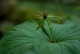 Paris quadrifolia [copyright Wibail Lionel]