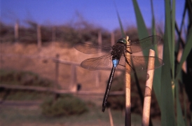 parthenope.jpg parthenope.jpg