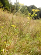 Pastinaca sativa subsp. urens Pastinaca sativa subsp. urens