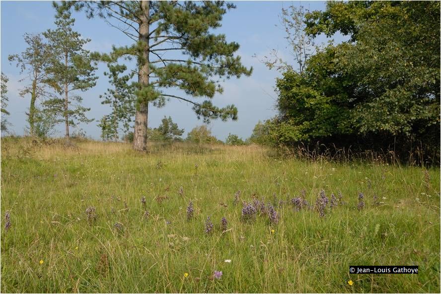 pelouses calcicoles - 6210